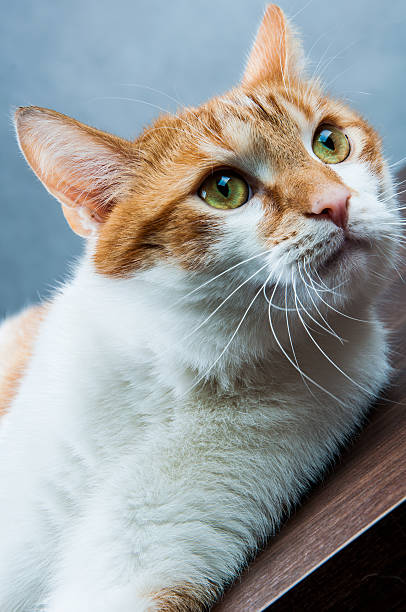 Funny beautiful, domestic cat