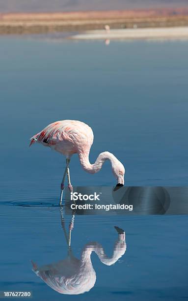 Chilean Flamingo Stock Photo - Download Image Now - Andean Flamingo, Animal, Animal Wildlife