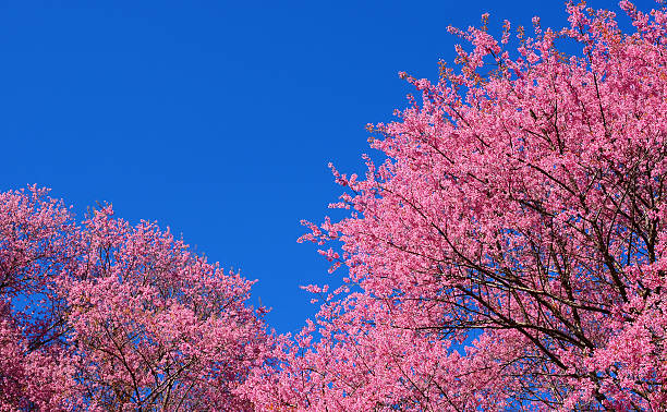 Spring Cherry Blossoms with Blue Sky Background stock photo