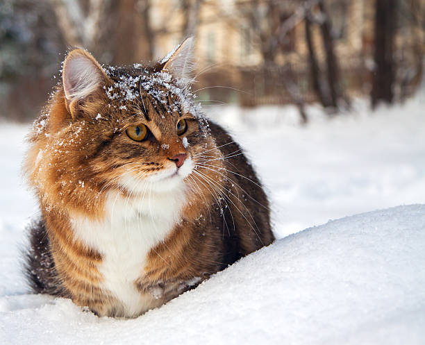 istock Fluffy cat in the snow with snow on its head 187627348