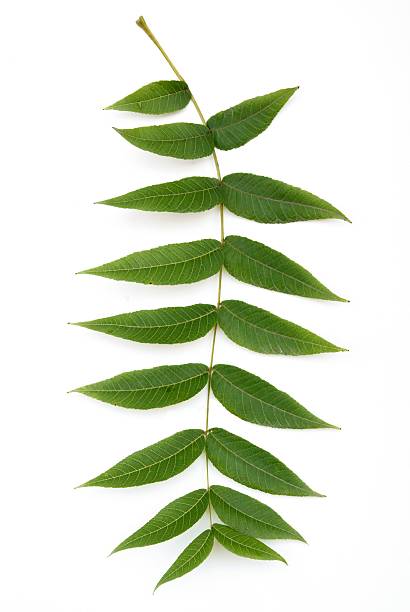 green leaf of black walnut tree stock photo