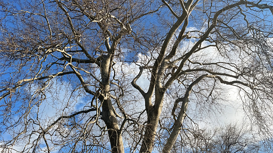 Winter season. A clear blue sky with few clouds. View of trees with shed leaves above the ground.
