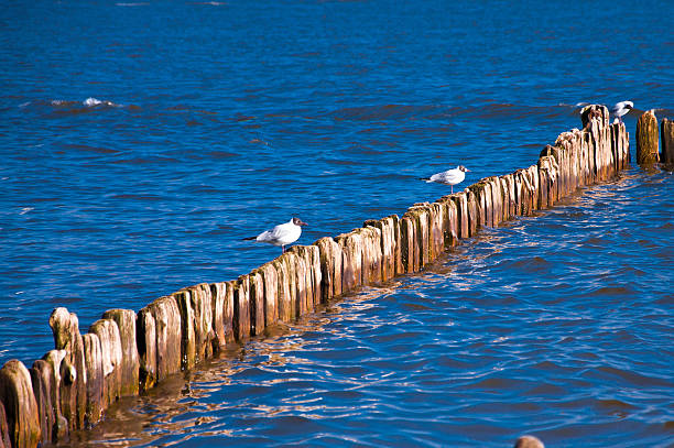istock Seagulls sitting on the breakwater 187629086