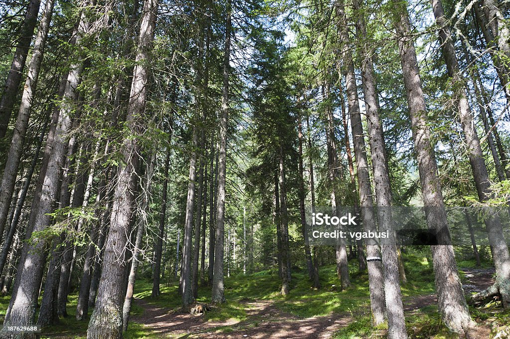 floresta - Foto de stock de Bosque - Floresta royalty-free