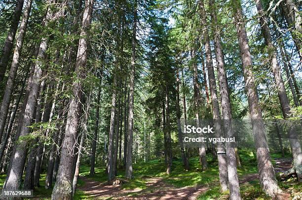 Foto de Floresta e mais fotos de stock de Bosque - Floresta - Bosque - Floresta, Exterior, Flora