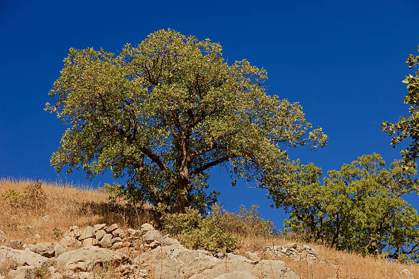 istock Oak tree top of the hill 187630639