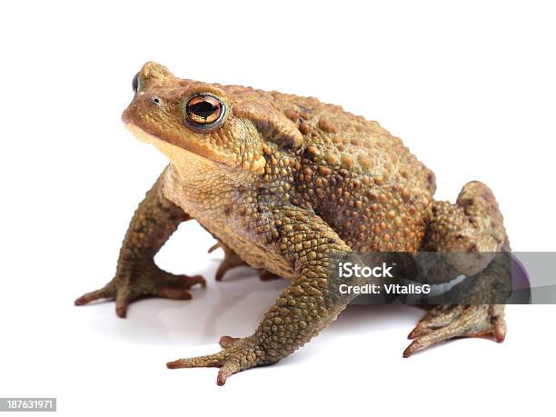 ヨーロッパのヒキガエル(B bufo )白で分離 - ストックフォト・写真素材...