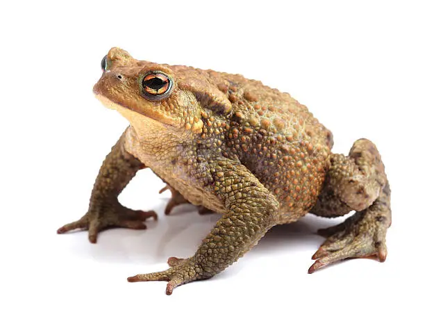 Photo of European toad (B. bufo) isolated on white