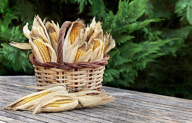 corncobs 장바구니에 - corn on the cob corn dry dried food 뉴스 사진 이미지