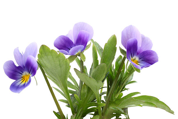 istock Flowers of the Viloa 187632536