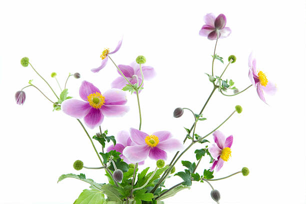 pink garden anemones bouquet of pink garden anemones isolated on white 1814 stock pictures, royalty-free photos & images