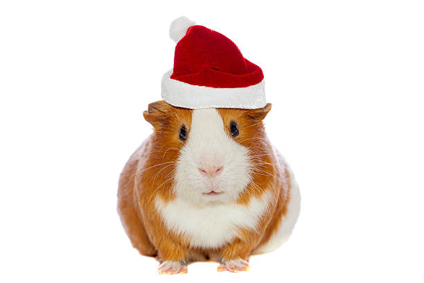 istock guinea pig in santa's hat isolated over white 187633700
