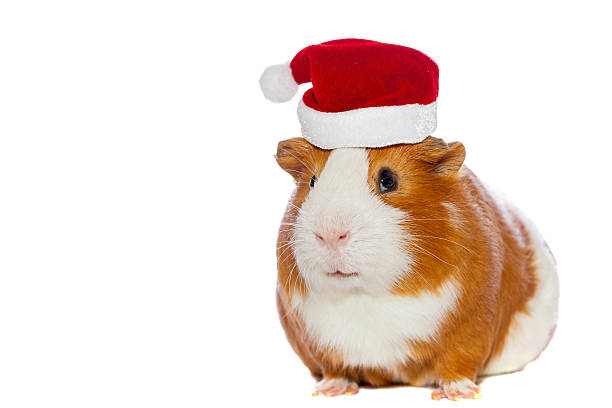 istock guinea pig in christmas hat isolated on white 187633710