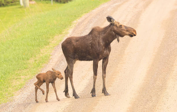 istock Cow Moose With Calf Behind Her 1876367636