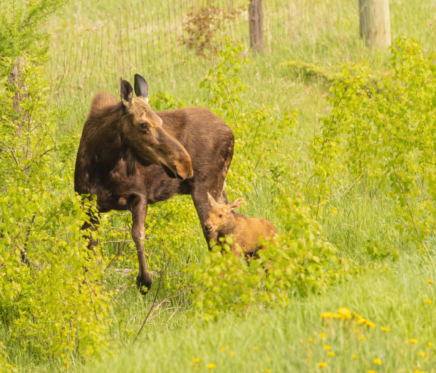istock Cow Moose With One Of the Twins 1876367644