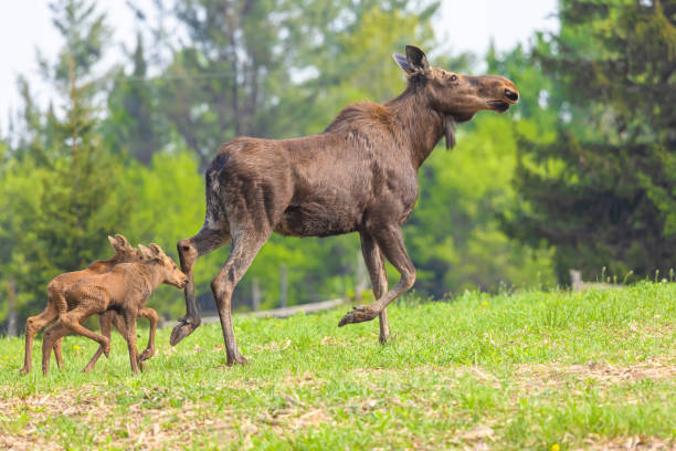 istock Cow Moose And Her Twins 1876370226