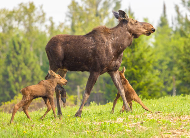 istock Cow And Calfs Together At Last 1876370228