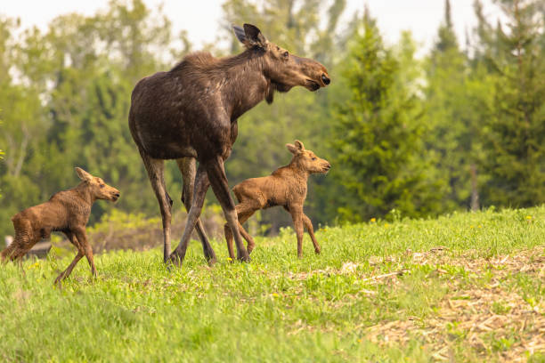 istock Cow Moose And Twin Calf In Field 1876370229