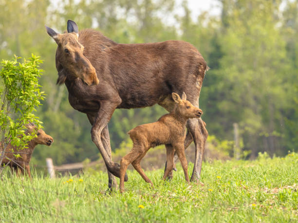 Calves Catch Up To Mom