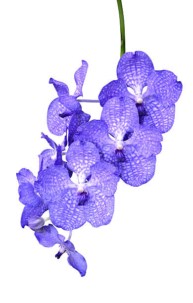 orchidee - synopsis zdjęcia i obrazy z banku zdjęć