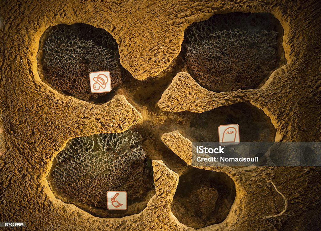 Ants colony Section of ants colony structure Anthill Stock Photo