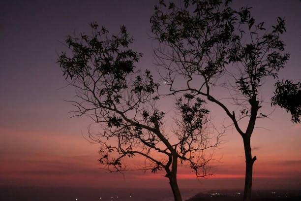istock silhouette of deciduous trees and twilight sky. This image is suitable for wallpaper or background 1876407514