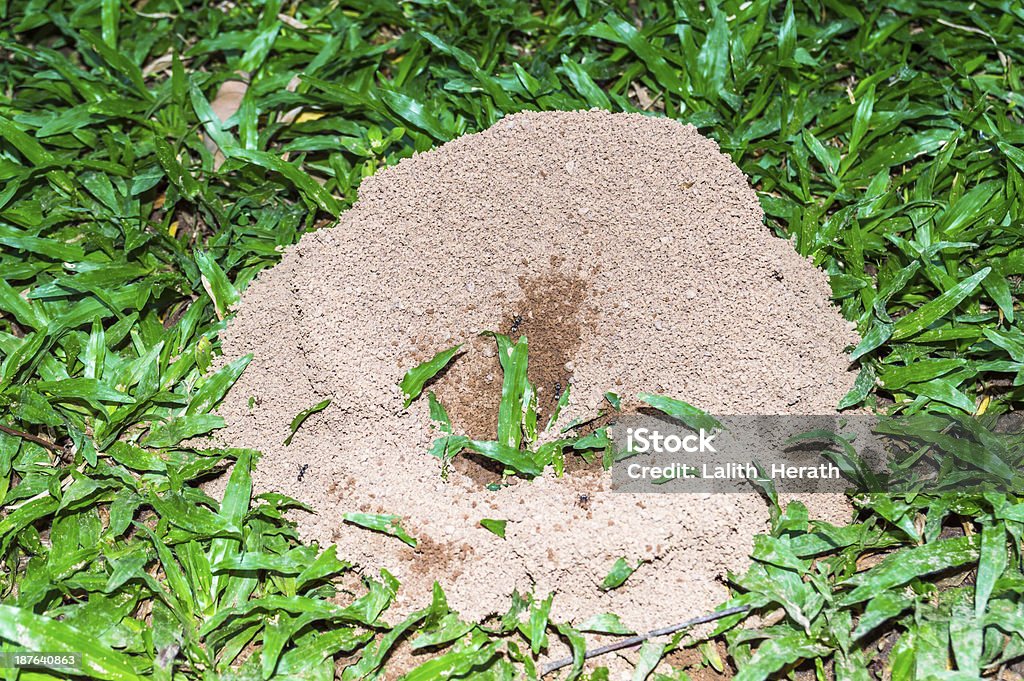 Formigueiro no gramado - Foto de stock de Animal royalty-free