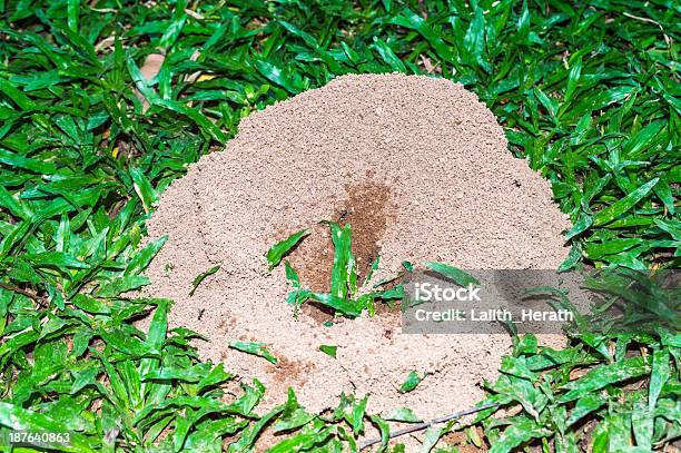 Foto de Formigueiro No Gramado e mais fotos de stock de Animal - Animal, Animal selvagem, Buraco