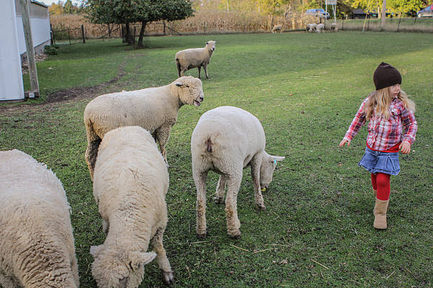 istock Little Girl and Sheep 187641078