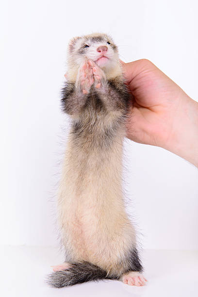 small rodent ferret stock photo