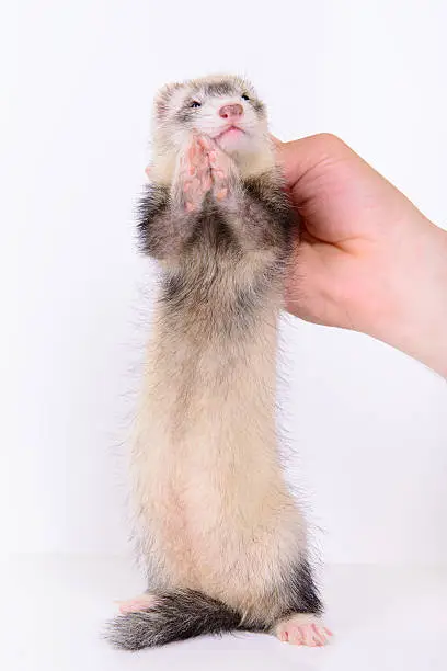 small animal rodent ferret in human hand on a white background