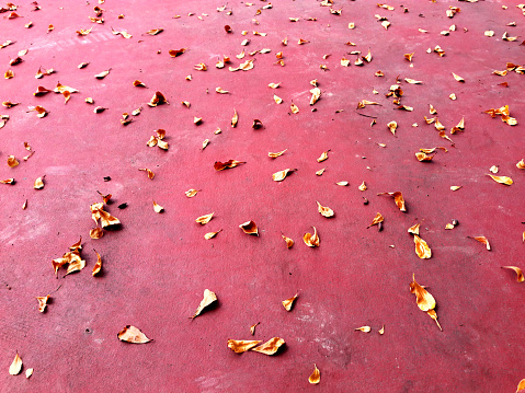 Yellow leaves fall on the red ground. Closeup of fallen leaves.