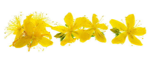 Hypericum flowers isolated on white background, close-up. Perforated St. John's wort flowers isolated on white background. St. John's wort isolated on white background, macro. Small yellow flowers