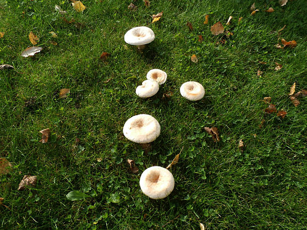 istock Mushroom Formation In The Grass 187643355