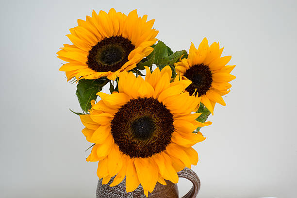 istock Golden sunflowers in a jug 187643505