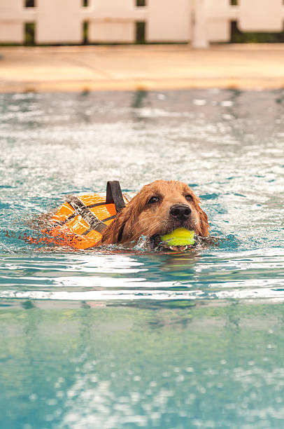 istock Swimming Golden retriever 187643728