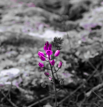 Little purple flower in the woods.