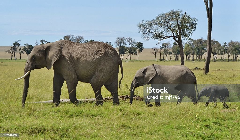 Afrikanische Elefanten auf Parade - Lizenzfrei Afrika Stock-Foto