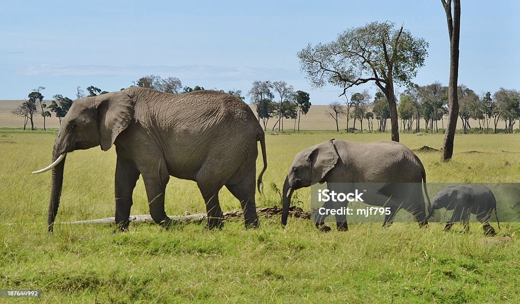 Elefantes africanos em desfile - Foto de stock de Animais de Safári royalty-free