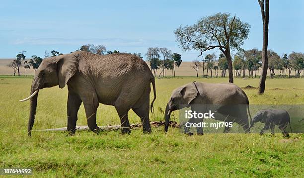 Foto de Elefantes Africanos Em Desfile e mais fotos de stock de Animais de Safári - Animais de Safári, Animal, Desfiles e Procissões