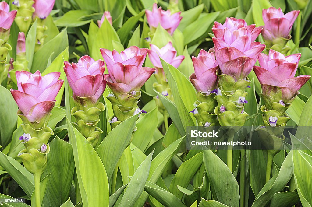 Turmeric alismatifolia Field of Siam tulip flower or Curcuma alismatifolia Agricultural Field Stock Photo