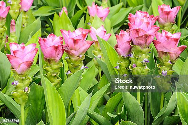 Turmeric Alismatifolia Stock Photo - Download Image Now - Agricultural Field, Asia, Backgrounds