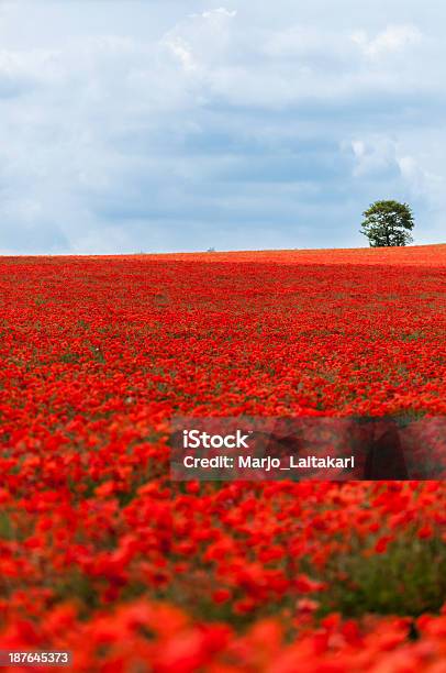 Poppy Field Stock Photo - Download Image Now - Agricultural Field, Blue, Cambridgeshire