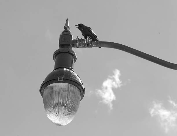 Crow On A Lamppost Crows sits on a lamppost and caws loudly at passersby's. fish crow stock pictures, royalty-free photos & images