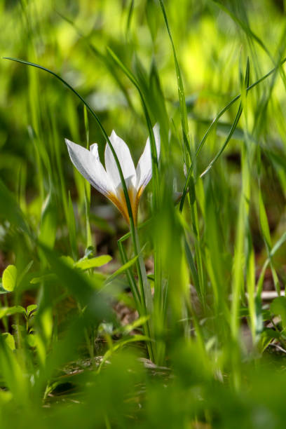 istock White flowers of Crocus aleppicus Barker close-up 1876475285