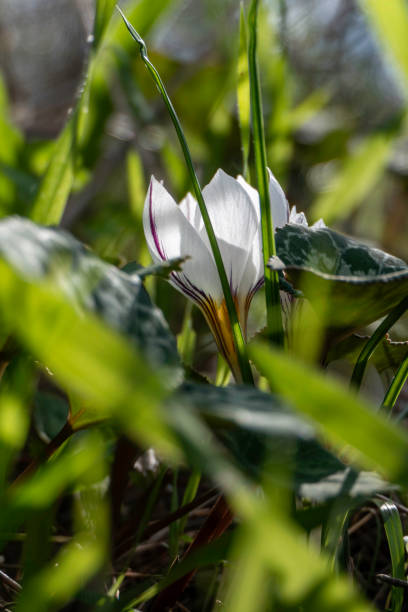 istock White flowers of Crocus aleppicus Barker close-up 1876475292