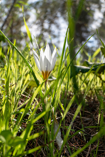White flowers of wild Crocus aleppicus Barker close-up among green grass with rain drops