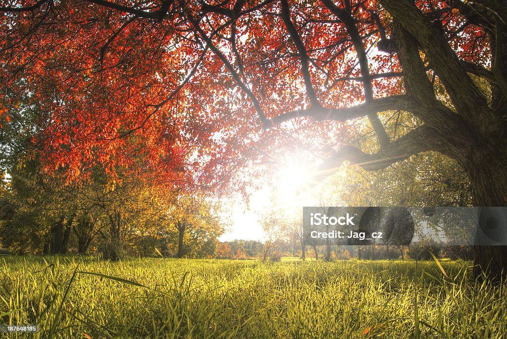 Autumn tree Detail of tree with sunrays behind Autumn Stock Photo
