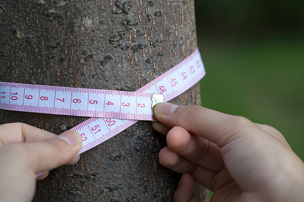 istock Person Holding Measuring Tape Around Tree Trunk 187648428