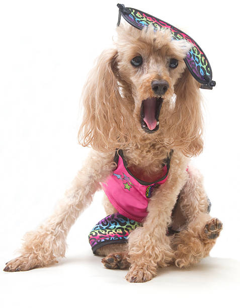 istock Yawning Poodle In Pajamas 187649020